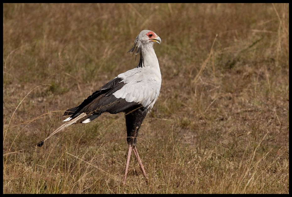  Sekretarz Ptaki ptaki Nikon D200 Sigma APO 500mm f/4.5 DG/HSM Kenia 0 ptak fauna ekosystem dziób ptak drapieżny ecoregion sęp dzikiej przyrody trawa