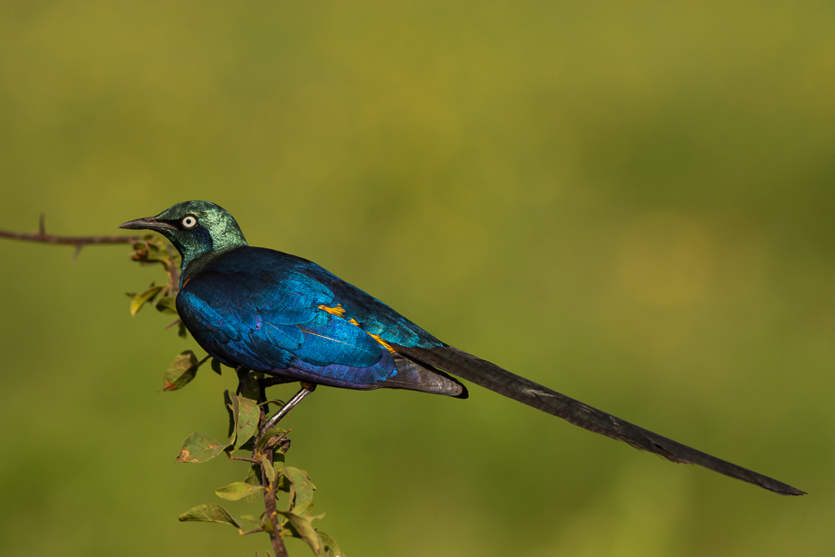  Błyszczak królewski Ptaki Nikon D7100 Sigma 150-600mm f/5-6.3 HSM 2024 Kenia