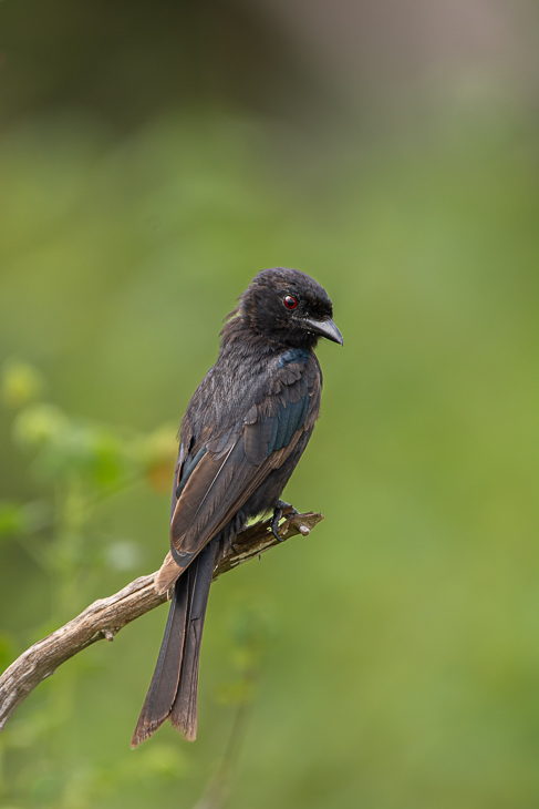  Dziwogon żałobny Ptaki Nikon D7100 Sigma 150-600mm f/5-6.3 HSM 2024 Kenia