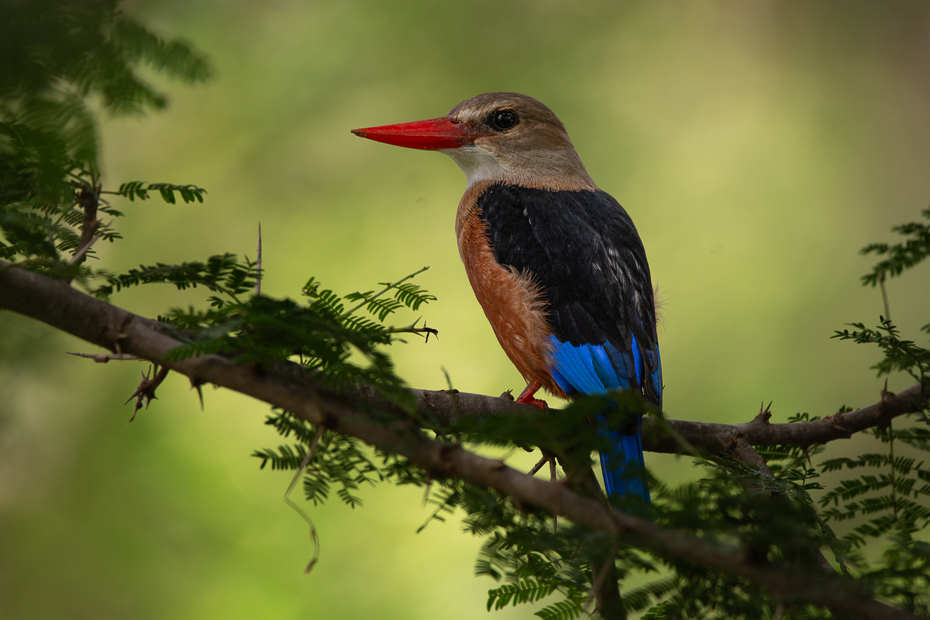  Łowiec szarogłowy Ptaki Nikon D7100 Sigma 150-600mm f/5-6.3 HSM 2024 Kenia