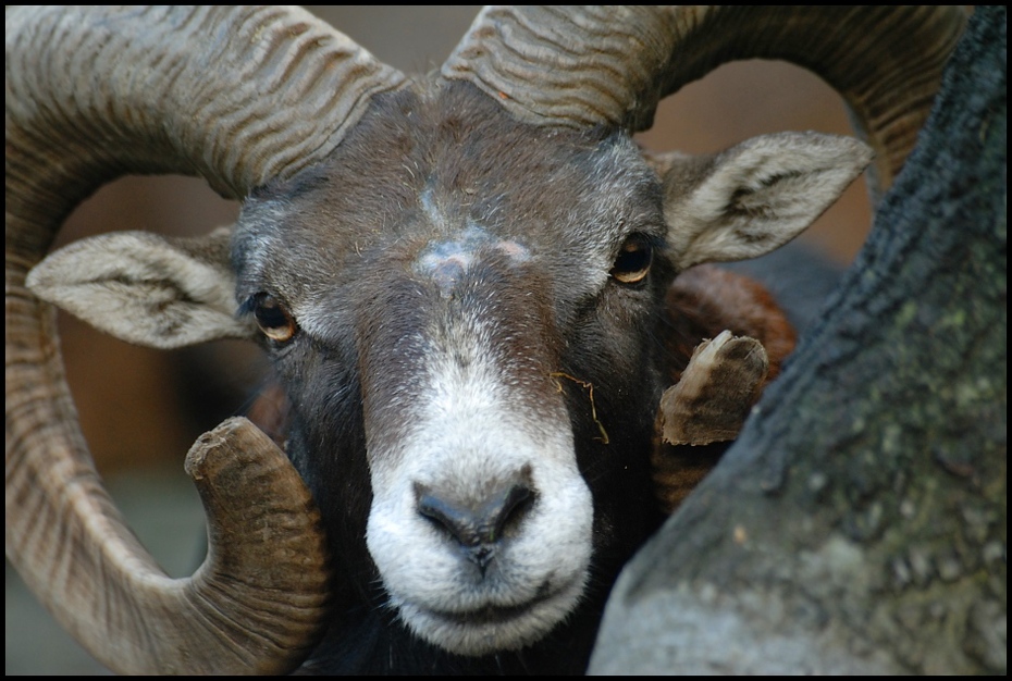 Muflon Inne Nikon D200 Sigma APO 70-300mm f/4-5.6 Macro Zwierzęta róg owca fauna argali rodzina kóz pysk duży róg antylopa kozie żywy inwentarz