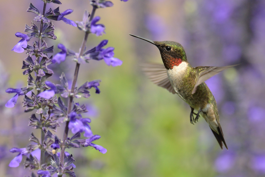  Koliberek rubinobrody Ptaki Nikon D7000 AF-S Nikkor 70-200mm f/2.8G Texas 0 ptak koliber fauna flora dzikiej przyrody dziób zapylacz nektar kwiat wiosna