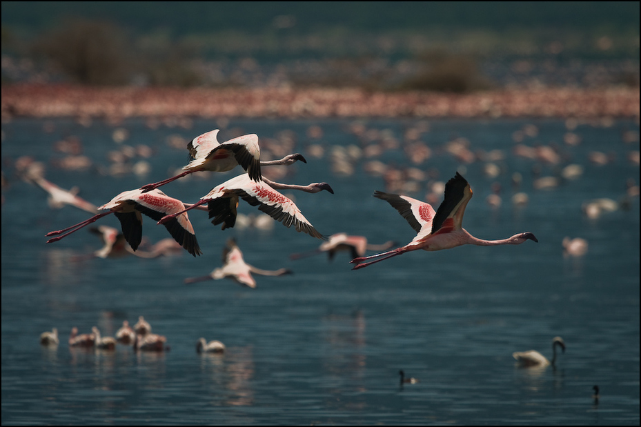  Flamingi jeziorze Bogoria Ptaki Nikon D300 Sigma APO 500mm f/4.5 DG/HSM Kenia 0 ptak wodny ptak flaming woda niebo Migracja ptaków migracja zwierząt shorebird dzikiej przyrody dziób