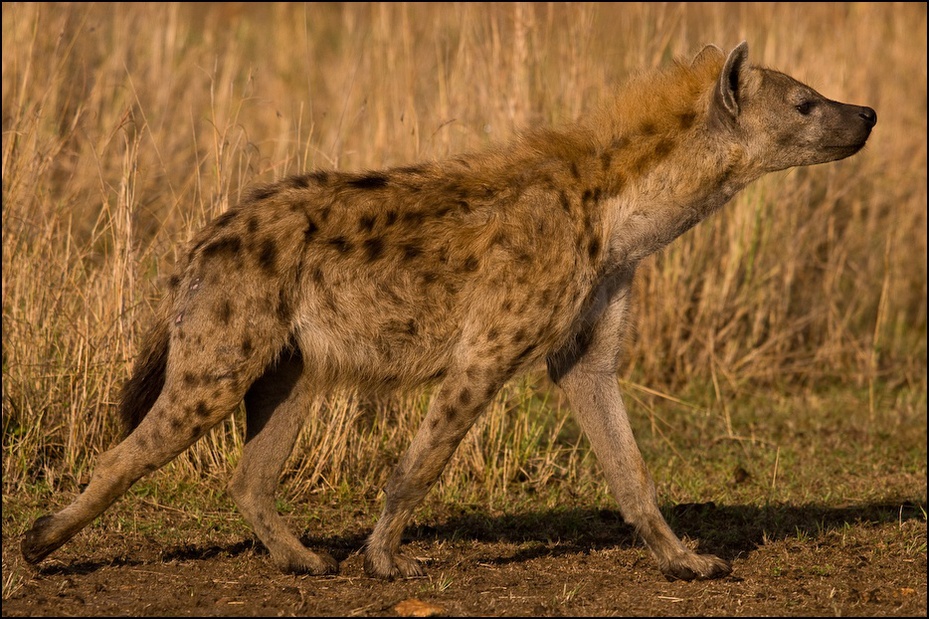  Hiena Zwierzęta Nikon D300 Sigma APO 500mm f/4.5 DG/HSM Kenia 0 hiena dzikiej przyrody fauna zwierzę lądowe Likaon pictus szakal organizm pysk carnivoran trawa