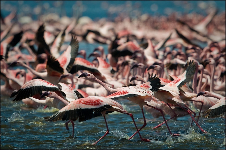  Flamingi jeziorze Bogoria Ptaki Nikon D300 Sigma APO 500mm f/4.5 DG/HSM Kenia 0 ptak flaming wodny ptak woda dziób Ciconiiformes niebo
