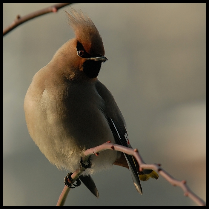 Jemiołuszka #13 Ptaki jemiołuszka ptaki Nikon D200 Sigma APO 100-300mm f/4 HSM Zwierzęta ptak dziób fauna pióro skrzydło zięba dzikiej przyrody ptak przysiadujący