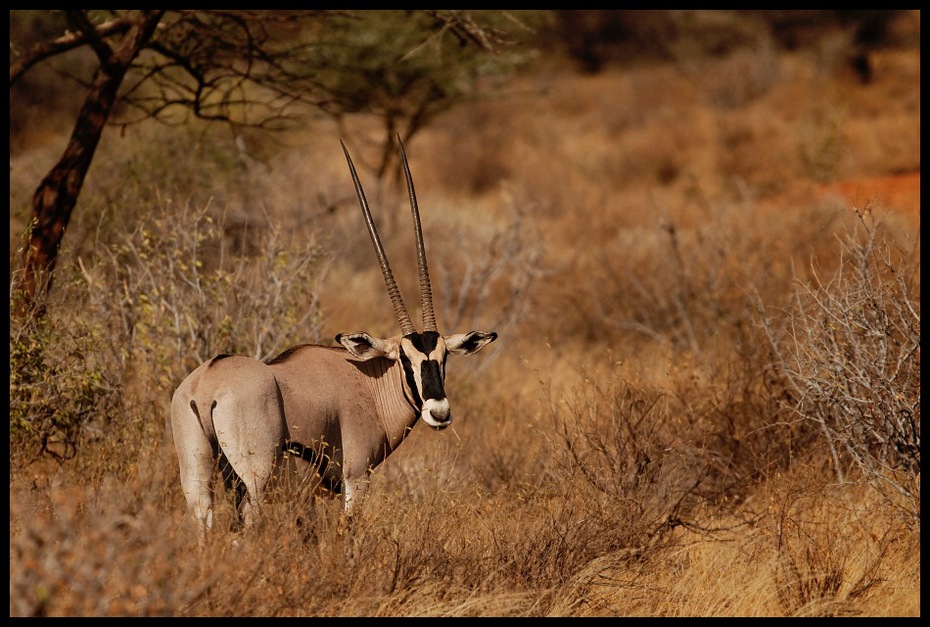  Oryks Przyroda oryks ssaki kenya Nikon D200 Sigma APO 500mm f/4.5 DG/HSM Kenia 0 dzikiej przyrody fauna ssak ekosystem pustynia łąka antylopa zwierzę lądowe oryx sawanna