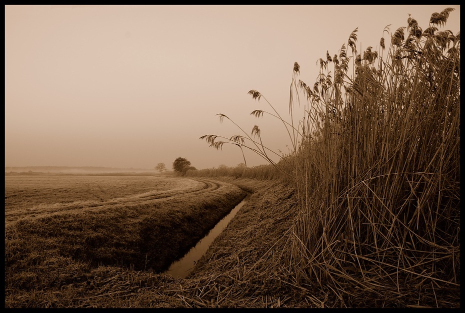  poranku Krajobraz Nikon D200 AF-S Zoom-Nikkor 18-70mm f/3.5-4.5G IF-ED pole niebo ranek czarny i biały rodzina traw drzewo słoma światło słoneczne przyciąć trawa