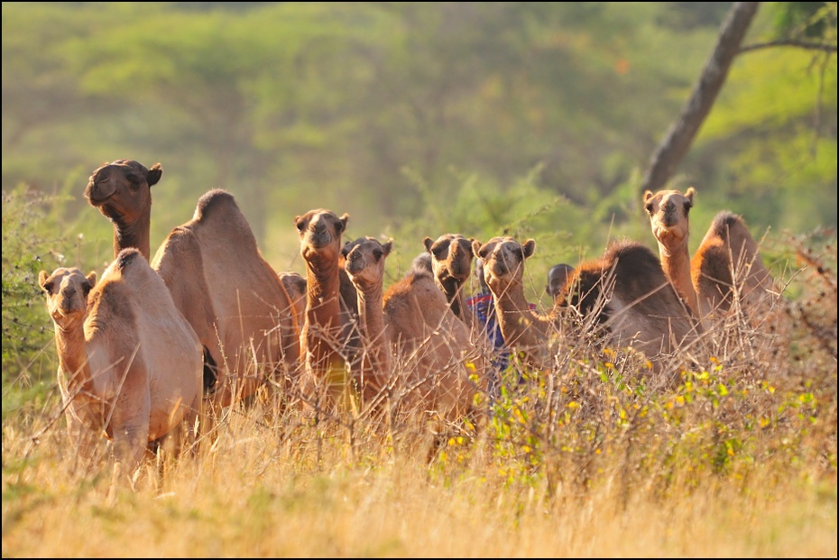  Wypas wielbłądów Zwierzęta Nikon D300 Sigma APO 500mm f/4.5 DG/HSM Etiopia 0 dzikiej przyrody ekosystem stado ssak łąka fauna pustynia sawanna ecoregion preria