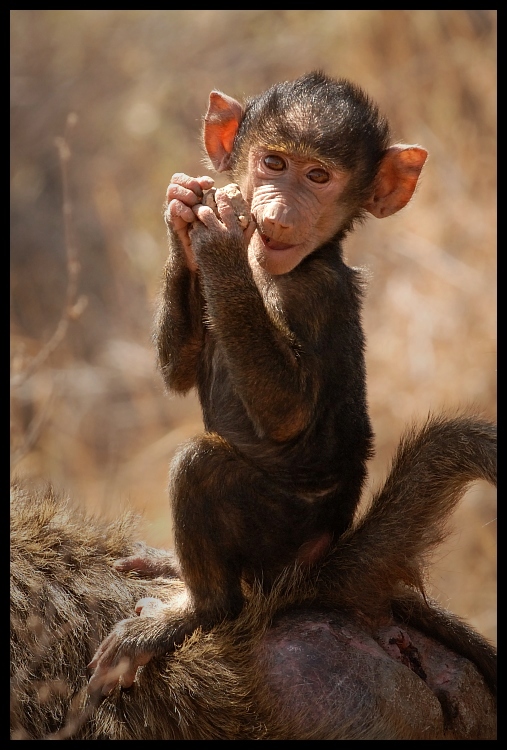  Pawian Przyroda pawian ssaki kenya Nikon D200 Sigma APO 500mm f/4.5 DG/HSM Kenia 0 fauna ssak prymas makak dzikiej przyrody organizm szympans zwyczajny stary świat małpa świątynia szympans