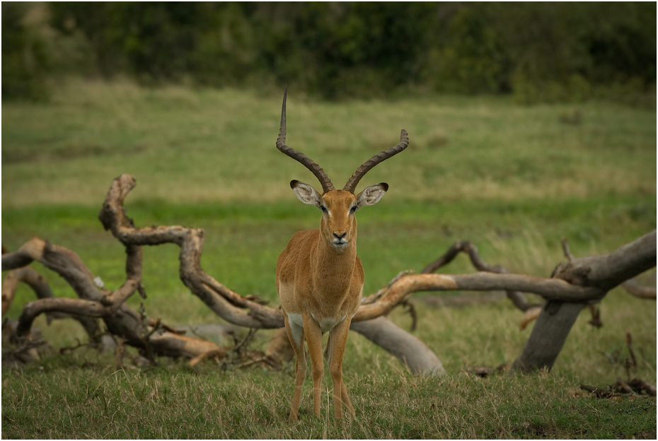  Impala Zwierzęta Nikon D200 AF-S Nikkor 70-200mm f/2.8G Kenia 0 dzikiej przyrody fauna zwierzę lądowe antylopa ekosystem rezerwat przyrody impala łąka gazela jeleń