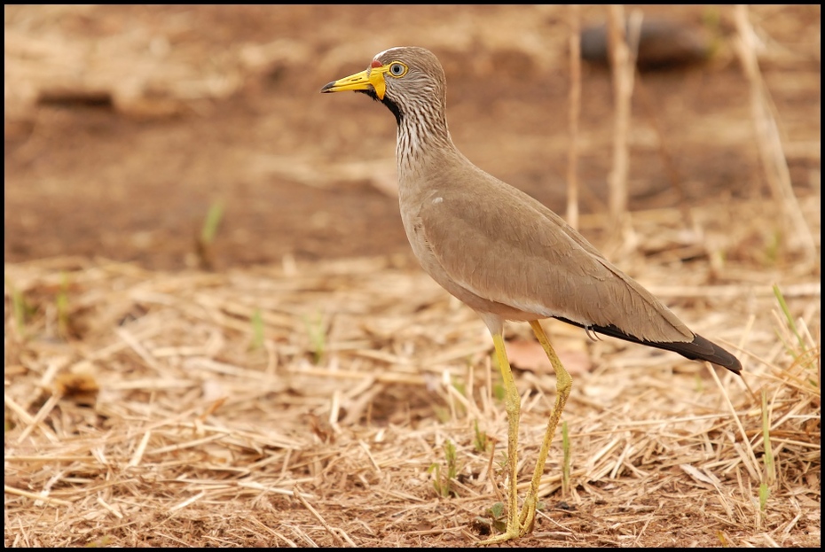  Czajka płowa Ptaki Nikon D200 Sigma APO 50-500mm f/4-6.3 HSM Senegal 0 ptak fauna ekosystem dziób dzikiej przyrody ecoregion trawa rodzina traw
