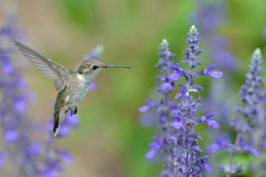  Koliberek rubinobrody Ptaki Nikon D7000 AF-S Nikkor 70-200mm f/2.8G Texas 0 ptak koliber fauna dzikiej przyrody flora dziób zapylacz ranek nektar kwiat