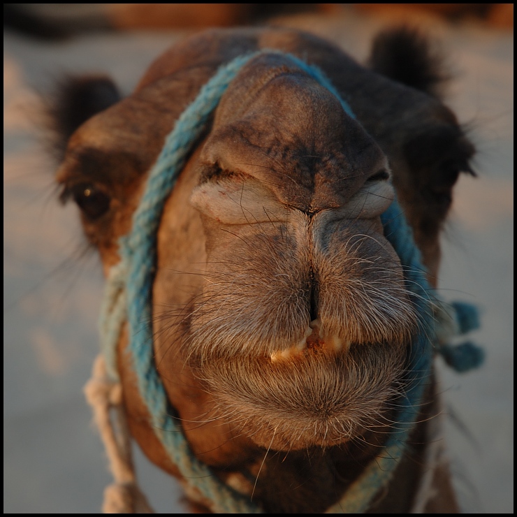  Wielbłąd Tunezja 0 tunezja Nikon D70 AF-S Zoom-Nikkor 18-70mm f/3.5-4.5G IF-ED wielbłąd wielbłąd jak ssak nos oko arabski wielbłąd pysk ścieśniać organ futro organizm
