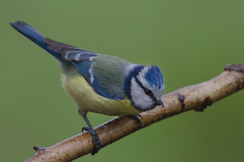  Modraszka #16 Ptaki sikorka modra Nikon D700 Sigma APO 500mm f/4.5 DG/HSM Zwierzęta ptak fauna dziób dzikiej przyrody sójka ptak przysiadujący modrosójka Błękitna pióro organizm niebieski ptak