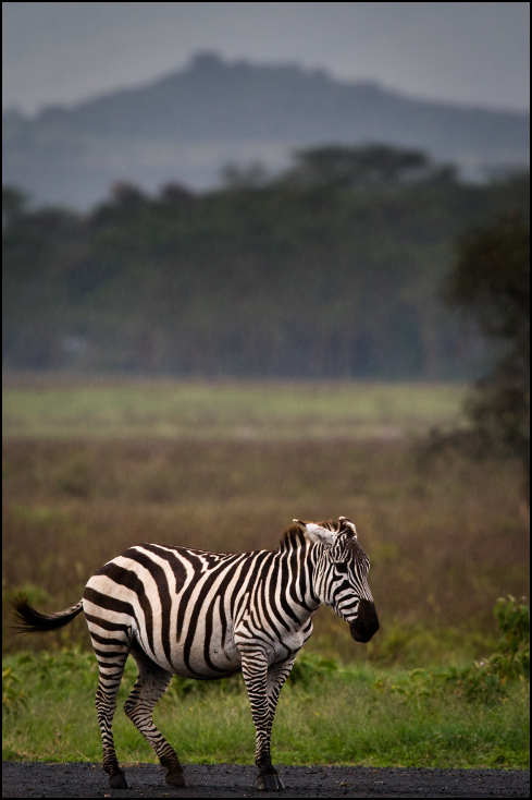  Zebra deszczu Zwierzęta Nikon D300 Sigma APO 500mm f/4.5 DG/HSM Kenia 0 dzikiej przyrody zebra ssak łąka fauna pustynia zwierzę lądowe sawanna trawa safari