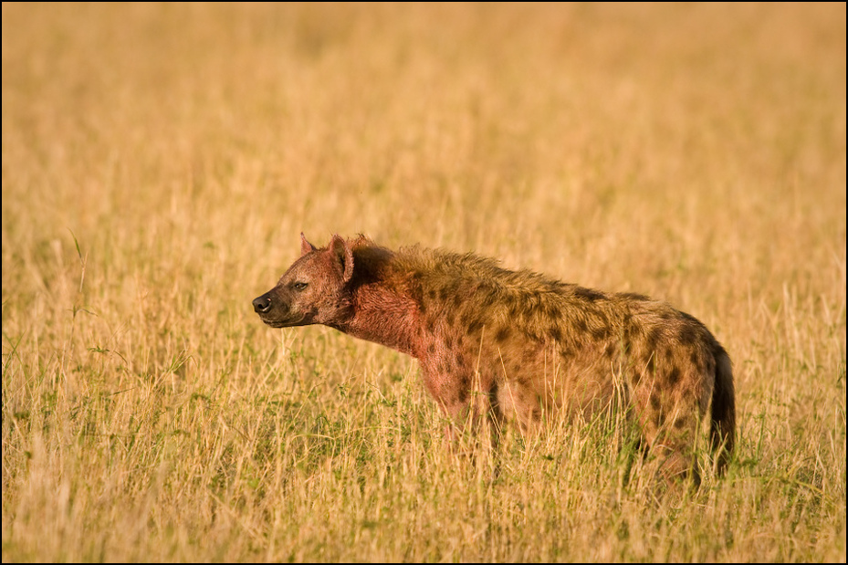  Hiena jedzeniu Zwierzęta Nikon D300 Sigma APO 500mm f/4.5 DG/HSM Kenia 0 dzikiej przyrody hiena zwierzę lądowe łąka ekosystem fauna ssak sawanna pustynia ecoregion