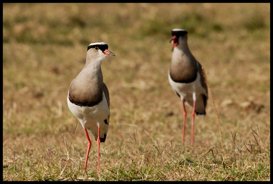 Czajka koroniasta Ptaki ptaki Nikon D200 Sigma APO 500mm f/4.5 DG/HSM Kenia 0 ptak ekosystem fauna dziób trawa ecoregion łąka dzikiej przyrody gęś żuraw jak ptak