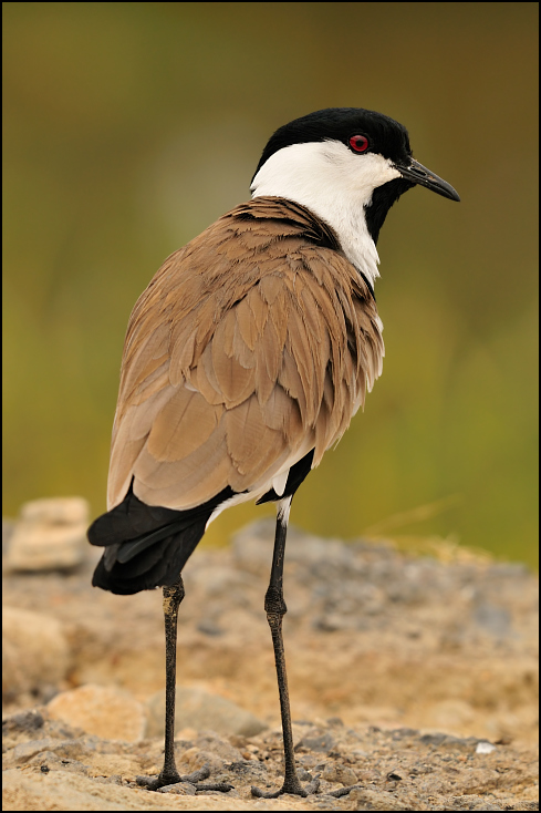  Czajka szponiasta Ptaki Nikon D300 Sigma APO 500mm f/4.5 DG/HSM Etiopia 0 ptak dziób fauna dzikiej przyrody ścieśniać żuraw jak ptak pióro dźwig ibis skrzydło