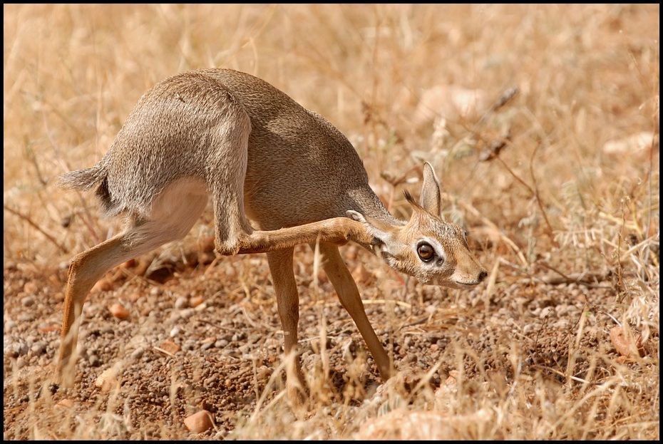  Dikdik Przyroda dik ssaki samburu kenia Nikon D200 Sigma APO 500mm f/4.5 DG/HSM Kenia 0 ssak fauna dzikiej przyrody zwierzę lądowe jeleń organizm pysk gazela Sarna z bialym ogonem antylopa