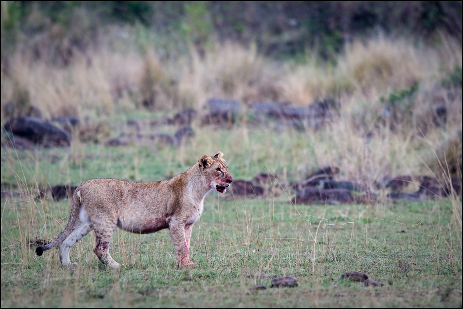  Lwica Zwierzęta Nikon D300 Sigma APO 500mm f/4.5 DG/HSM Kenia 0 dzikiej przyrody fauna ssak pustynia ekosystem łąka zwierzę lądowe trawa safari gepard