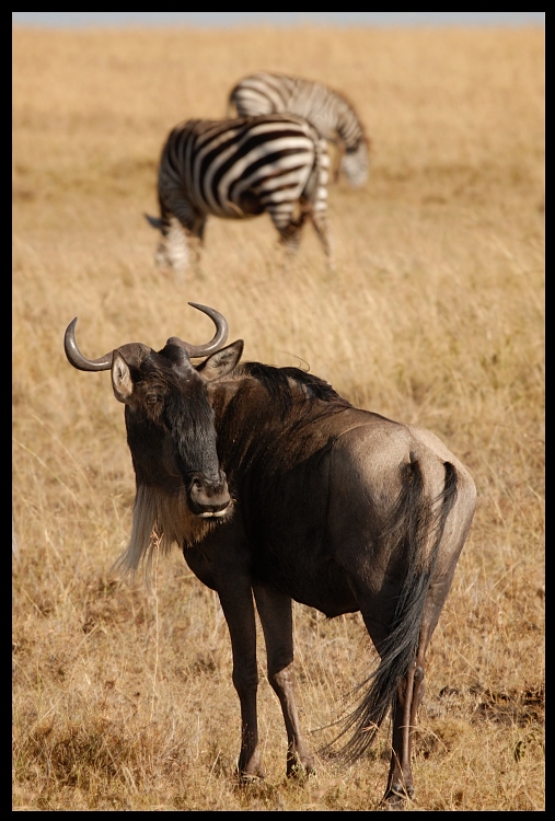  Antylopa gnu Przyroda ssaki Nikon D200 Sigma APO 500mm f/4.5 DG/HSM Kenia 0 dzikiej przyrody zwierzę lądowe fauna róg sawanna safari łąka Równina ecoregion