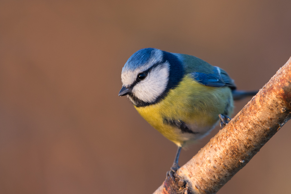  Modraszka Ptaki sikorka modraszka ptaki Nikon D7200 NIKKOR 200-500mm f/5.6E AF-S Zwierzęta ptak dziób fauna zięba ptak przysiadujący oko dzikiej przyrody pióro chickadee organizm