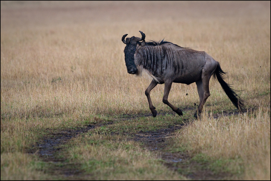 Antylopa Gnu Zwierzęta Nikon D300 Sigma APO 500mm f/4.5 DG/HSM Kenia 0 dzikiej przyrody gnu fauna łąka zwierzę lądowe sawanna safari trawa pasący się pastwisko