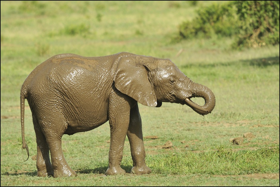  Słoń Zwierzęta słoń, słonie, slonie, Tanzania Nikon D300 Sigma APO 500mm f/4.5 DG/HSM 0 słoń słonie i mamuty zwierzę lądowe dzikiej przyrody słoń indyjski ssak fauna Słoń afrykański kieł trawa