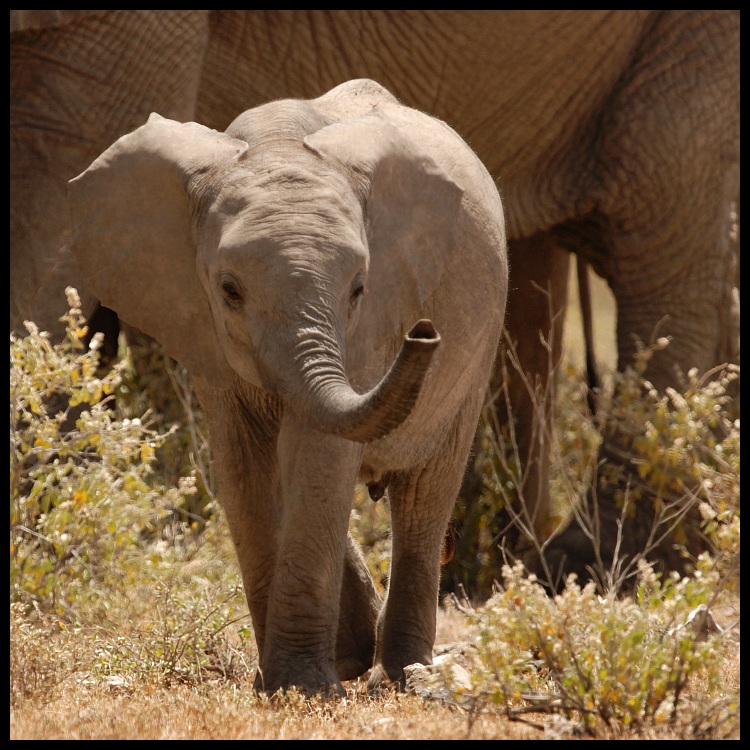  Słoń Przyroda słoń ssaki kenya Nikon D200 Sigma APO 500mm f/4.5 DG/HSM Kenia 0 słonie i mamuty zwierzę lądowe dzikiej przyrody słoń indyjski fauna ssak Słoń afrykański kieł safari