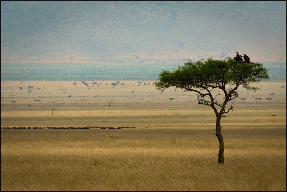  Sępy stado antylop Migracja Nikon D200 AF-S Nikkor 70-200mm f/2.8G Kenia 0 łąka sawanna ekosystem dzikiej przyrody Równina drzewo niebo preria ecoregion step
