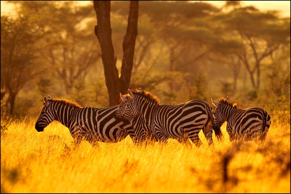  Zebry świcie Zwierzęta Nikon D300 Sigma APO 500mm f/4.5 DG/HSM Etiopia 0 dzikiej przyrody łąka ekosystem fauna ssak zebra sawanna pustynia zwierzę lądowe safari