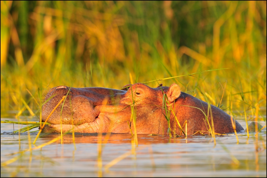  Hipopotam Zwierzęta Nikon D300 Sigma APO 500mm f/4.5 DG/HSM Etiopia 0 dzikiej przyrody ssak ekosystem fauna trawa organizm pysk rodzina traw woda Bank