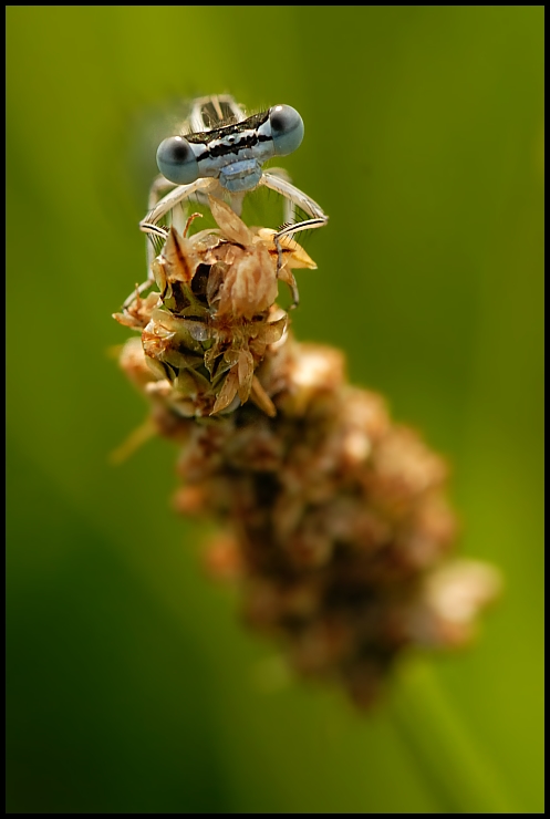  Ważka Ważki Nikon D200 AF-S Micro-Nikkor 105mm f/2.8G IF-ED Makro owad pszczoła miodna pszczoła fotografia makro skrzydlaty owad błotny ścieśniać bezkręgowy nektar organizm pyłek