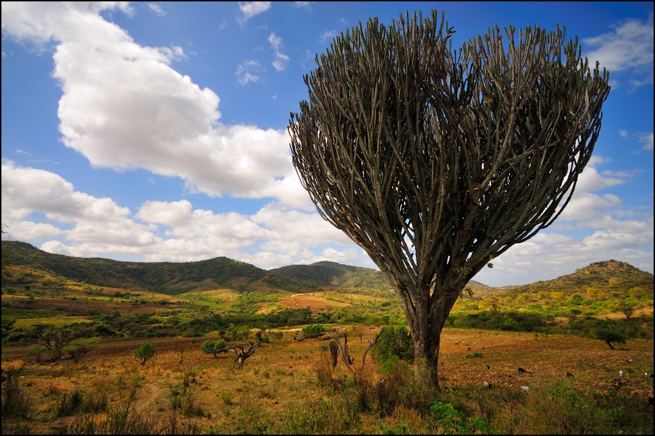 Krajobraz Nikon D300 Sigma 10-20mm f/4-5.6 HSM Etiopia 0 niebo Chmura wegetacja drzewo Natura ekosystem roślina drzewiasta pustynia krzewy pole