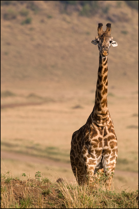  Żyrafa Zwierzęta Nikon D300 Sigma APO 500mm f/4.5 DG/HSM Kenia 0 dzikiej przyrody żyrafa zwierzę lądowe żyrafy fauna łąka ekosystem sawanna safari szyja