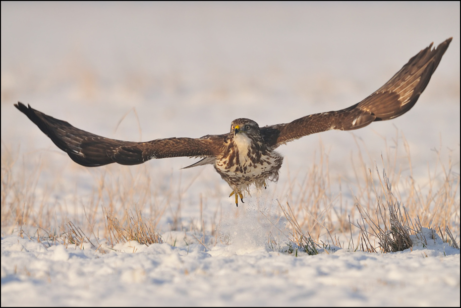  Myszołów #25 Ptaki Nikon D300 Sigma APO 500mm f/4.5 DG/HSM Zwierzęta ptak fauna dzikiej przyrody dziób sokół orzeł ptak drapieżny myszołów skrzydło ecoregion