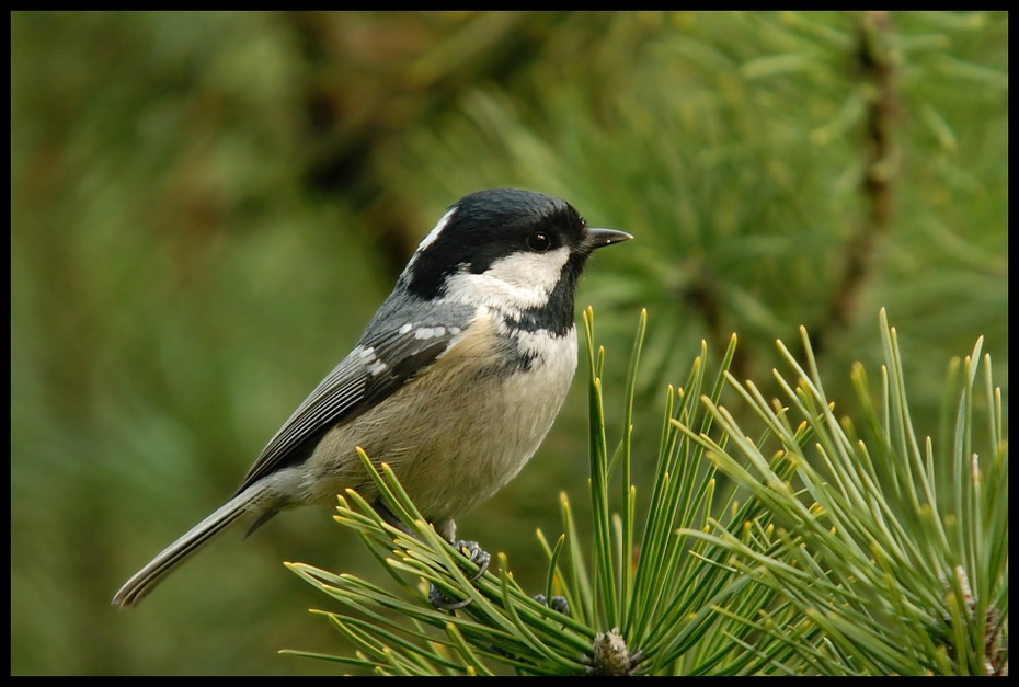  Sosnówka Ptaki sosnówka sikorki ptaki Nikon D700 Sigma APO 70-300mm f/4-5.6 Macro Zwierzęta ptak fauna ekosystem dziób flora flycatcher starego świata dzikiej przyrody chickadee organizm Emberizidae