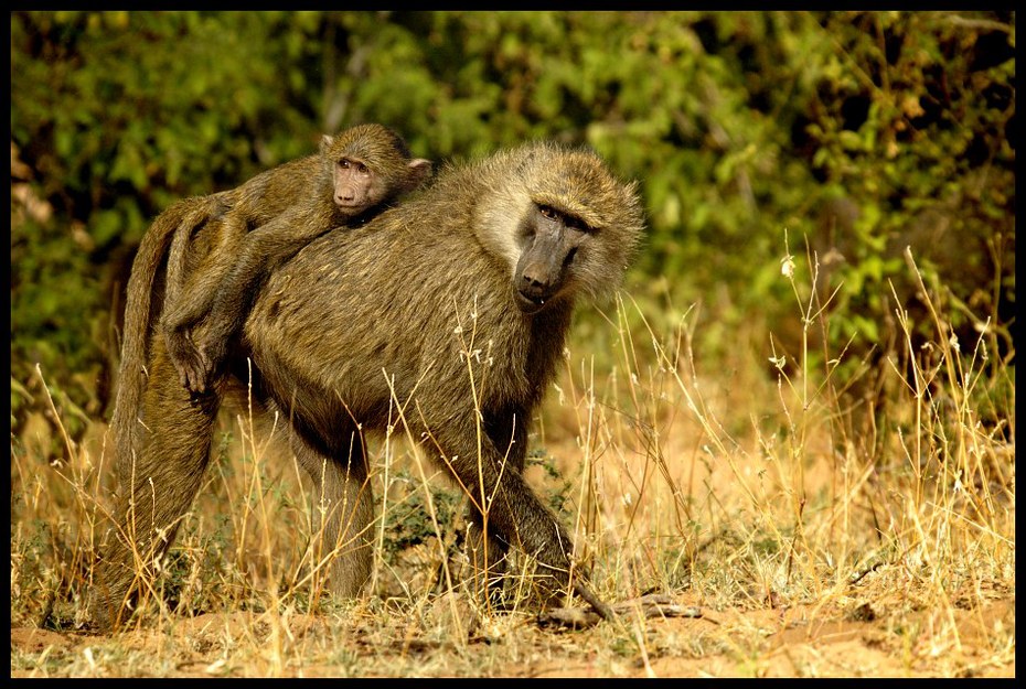  Pawian Przyroda pawian, kenia Nikon D70 Sigma APO 50-500mm f/4-6.3 HSM Kenia 0 dzikiej przyrody fauna ssak makak pawian pustynia stary świat małpa prymas zwierzę lądowe Park Narodowy