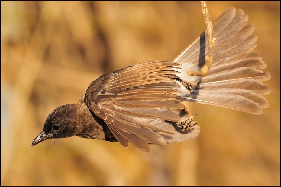  Bilbil łuskopierśny Ptaki Nikon D300 Sigma APO 500mm f/4.5 DG/HSM Etiopia 0 ptak fauna dzikiej przyrody dziób skrzydło Wróbel pióro organizm flycatcher starego świata wróbel