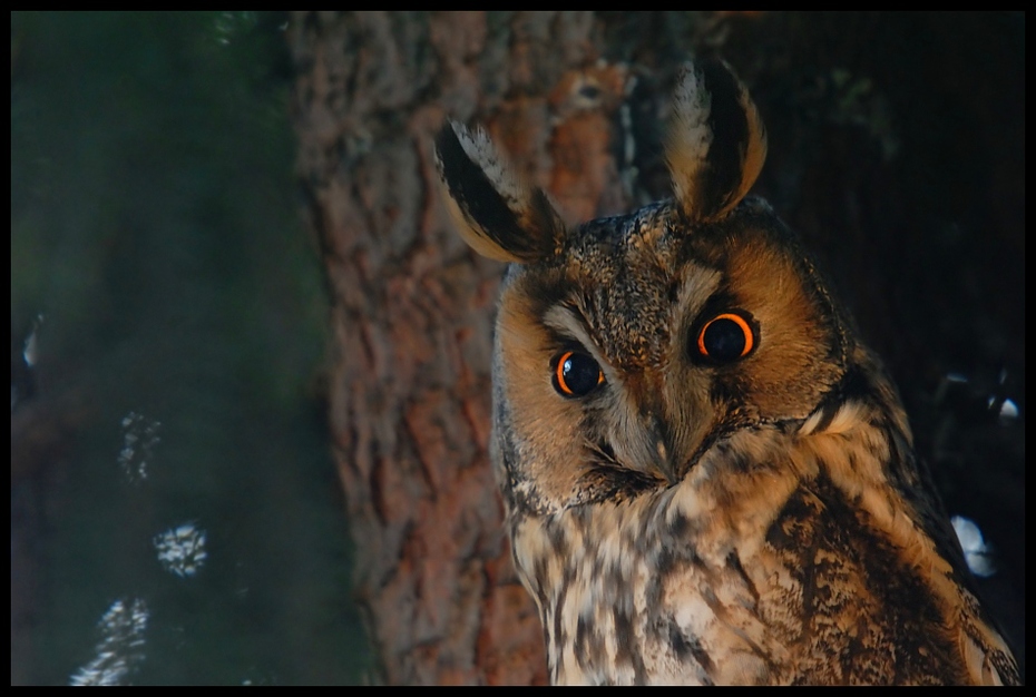  Sowa uszatka Ptaki sowa, owl Nikon D200 Sigma APO 50-500mm f/4-6.3 HSM Zwierzęta sowa fauna dzikiej przyrody ptak drapieżny ptak dziób organizm pysk wielka sowa
