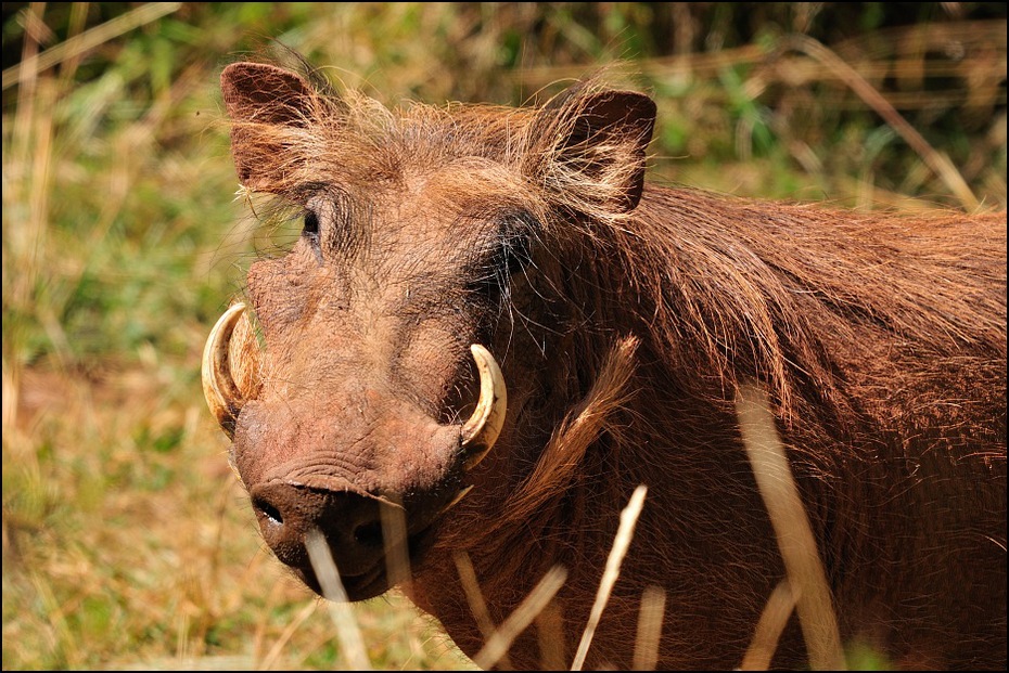  Guziec Zwierzęta Nikon D300 Sigma APO 500mm f/4.5 DG/HSM Etiopia 0 dzikiej przyrody fauna ssak świnia jak ssak świnia zwierzę lądowe pustynia pysk dzika