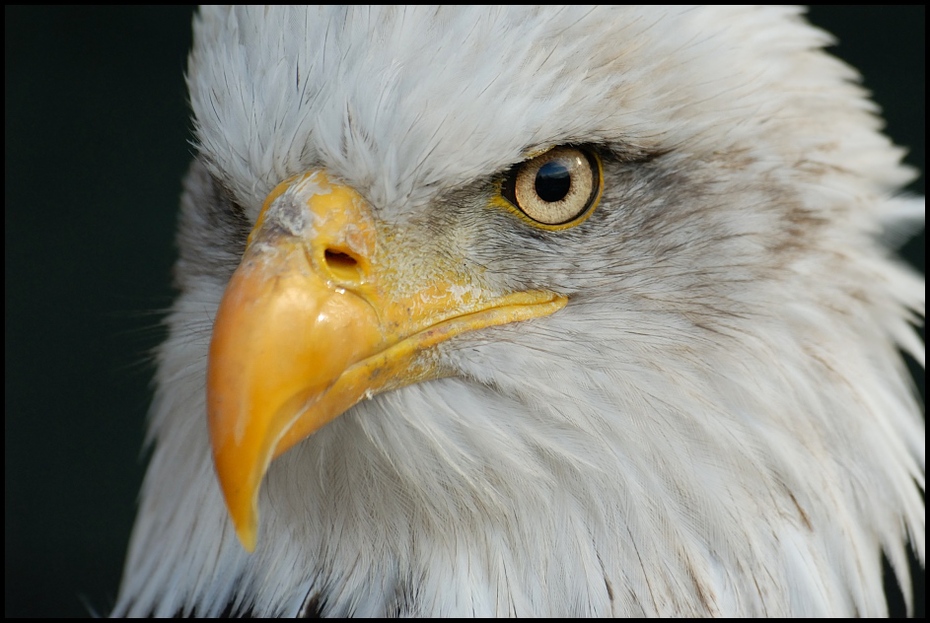  Bielik amerykański Ptaki Nikon D200 Sigma APO 70-300mm f/4-5.6 Macro Zwierzęta dziób ptak ptak drapieżny orzeł Bielik amerykański fauna ścieśniać oko pióro accipitriformes