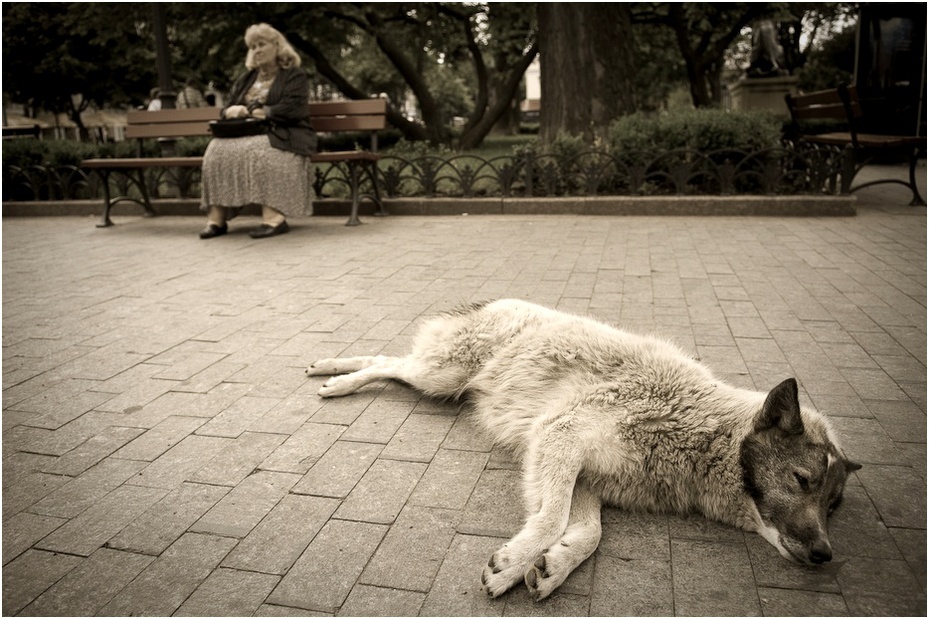  Pieskie życie Ukraina, Odessa 0 Nikon D300 AF-S Zoom-Nikkor 17-55mm f/2.8G IF-ED pies pies jak ssak ssak migawka czarny i biały pies uliczny grupa psów drzewo