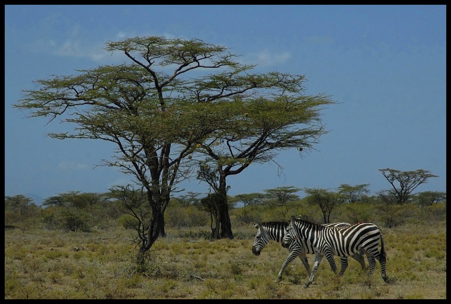  Zebry Przyroda zebra ssaki kenia samburu Nikon D70 AF-S Zoom-Nikkor 18-70mm f/3.5-4.5G IF-ED Kenia 0 dzikiej przyrody łąka sawanna ekosystem pustynia fauna rezerwat przyrody krzewy wegetacja drzewo