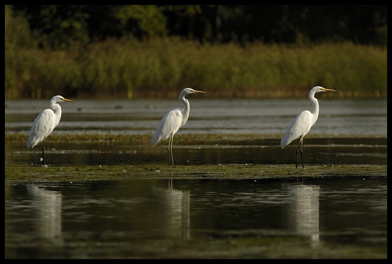  Stawy milickie trójca Ptaki czapla biała ptaki stawy Nikon D70 Sigma APO 100-300mm f/4 HSM Zwierzęta ptak fauna woda egret Wielka czapla dziób Ciconiiformes mokradło odbicie