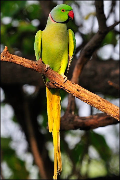  Aleksandretta obrożna Ptaki Nikon D300 Sigma APO 500mm f/4.5 DG/HSM Indie 0 ptak papuga długoogonowa zwykła papuga dla zwierząt domowych papuga fauna dziób perico ara kocham ptaka organizm