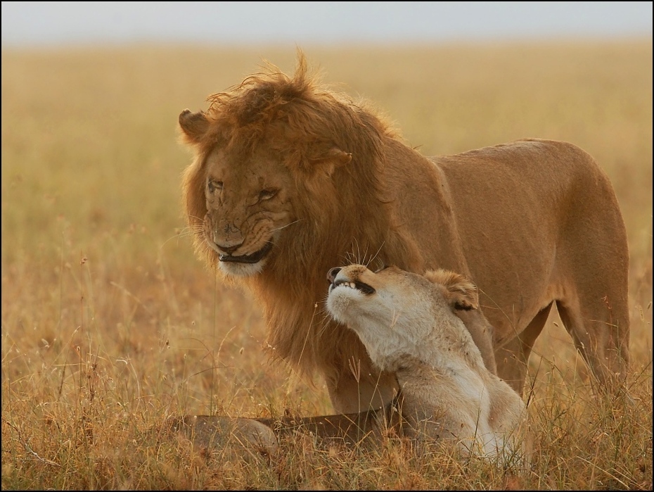  Lwy #11 Przyroda lwica, kenia, lew Nikon D200 Sigma APO 500mm f/4.5 DG/HSM Kenia 0 dzikiej przyrody Lew zwierzę lądowe łąka ekosystem masajski lew pustynia fauna sawanna duże koty