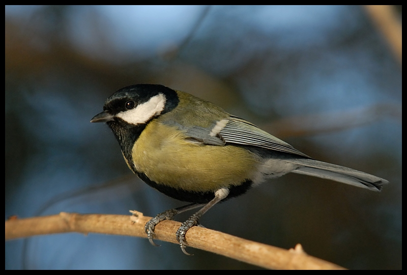  Bogatka Ptaki sikorka bogatka ptaki Nikon D200 Sigma APO 100-300mm f/4 HSM Zwierzęta ptak fauna dziób zięba dzikiej przyrody chickadee ptak przysiadujący flycatcher starego świata pióro organizm