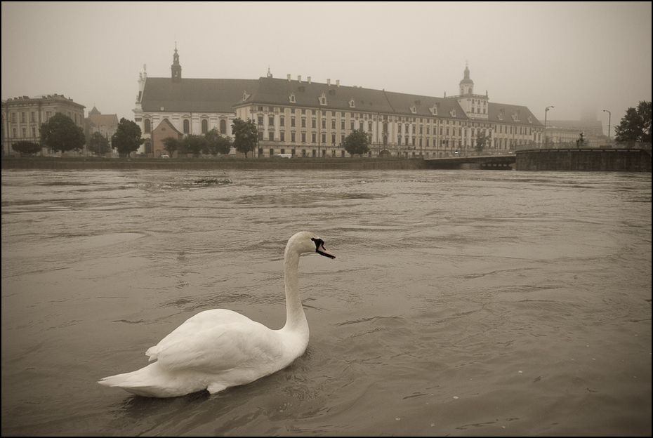  Uniwersytet Wrocławski Powódź 0 Wrocław Nikon D200 AF-S Zoom-Nikkor 17-55mm f/2.8G IF-ED woda łabędź wodny ptak ptak odbicie arteria wodna kaczki gęsi i łabędzie niebo czarny i biały ranek